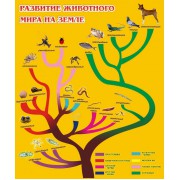 Стенд "Развитие животного мира на земле"