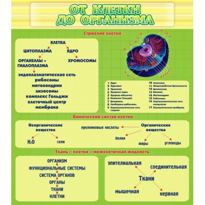 Стенд "От клетки до организма"