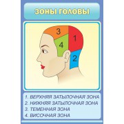 Стенд "Зоны головы"