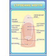 Стенд "Строение ногтя"