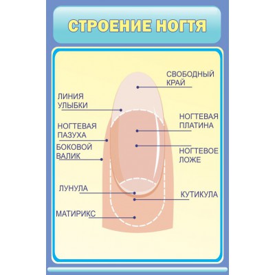 Стенд "Строение ногтя"