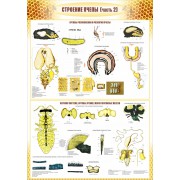 Стенд "Строение пчелы (часть 2)"